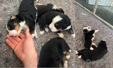 Splendidi Cuccioli Bernese Tricolore