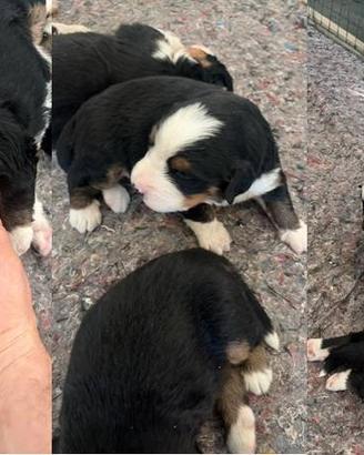 Splendidi Cuccioli Bernese Tricolore