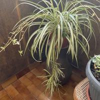 Piante da appartamento e terrazze