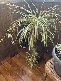 Piante da appartamento e terrazze