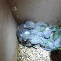 Kakariki ancestrali puri