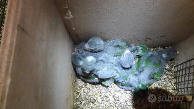 Kakariki ancestrali puri