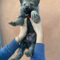 Cane lupo cecoslovacco