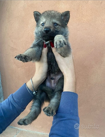 Cane lupo cecoslovacco