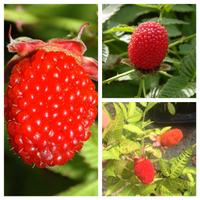 PIANTE DI LAMPONE FRAGOLA SPEDIZIONE DISPONIBILE 