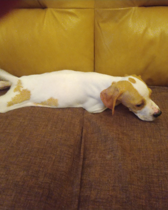 Pointer cucciola