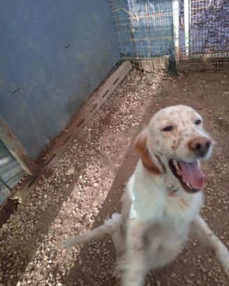 Due setter inglesi