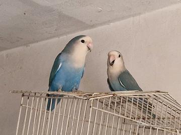 Inseparabili