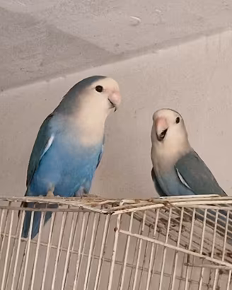 Inseparabili