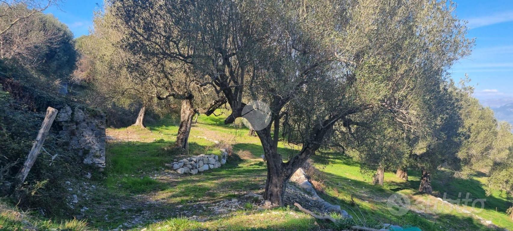 TER. AGRICOLO A SAN GIOVANNI A PIRO - Vista 3
