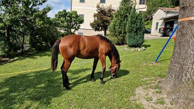 Puledra incrocio Quarter Horse