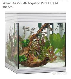 Aquario Ascol