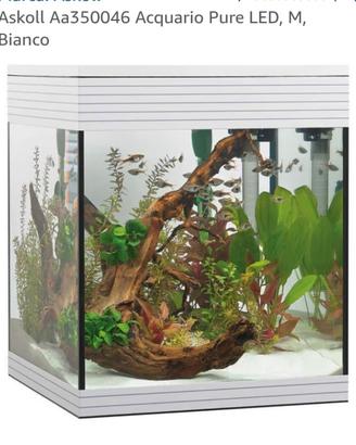 Aquario Ascol