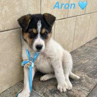 Cucciolo cane adotta meticcio taglia media