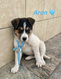 Cucciolo cane adotta meticcio taglia media