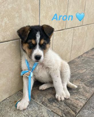 Cucciolo cane adotta meticcio taglia media