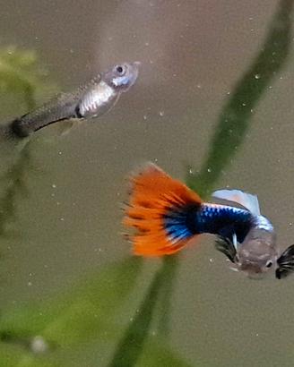 Pesci Guppy2