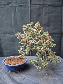 bonsai