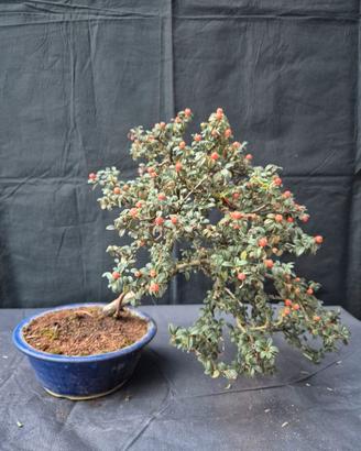 bonsai