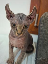 Sphynx