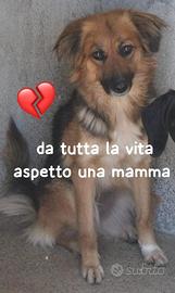 FRECCIA 4 ANNI 12 kg circa