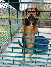 Helena, cucciola incrocio past. tedesco in adozion