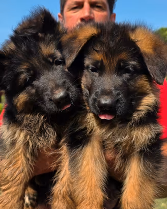 Cuccioli pastore tedesco SUPER PEDIGREE ENCI