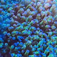 Euphyllia paradivisa