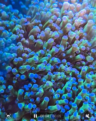 Euphyllia paradivisa