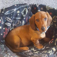 Cucciolo di bassotto nano