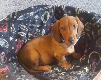 Cucciolo di bassotto nano