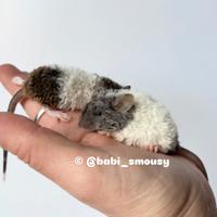 Topolini da compagnia