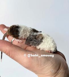 Topolini da compagnia