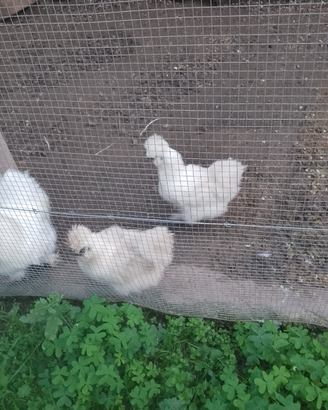 Gallo moroseta