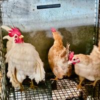 Galli e galline Serama Malese originali