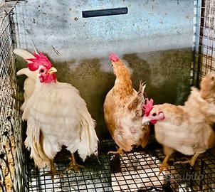 Galli e galline Serama Malese originali