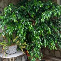Pianta Ficus Benjamin