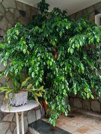 Pianta Ficus Benjamin