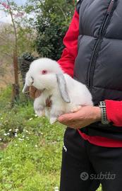 Cucciola coniglio ariete nano siamese