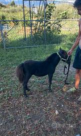 Mini horse femmina 60cm
