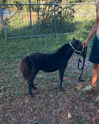 Mini horse femmina 60cm