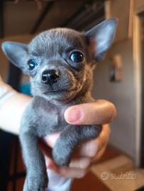 Due. Cuccioli di chihuahua