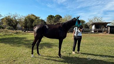 Cavalla purosangue