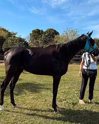 Cavalla purosangue