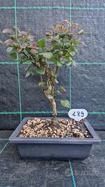 Bonsai di Barberis Rosso Giapponese 189
