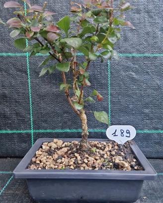 Bonsai di Barberis Rosso Giapponese 189