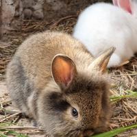 Cuccioli Coniglio Nano Mix Mini Lop Testa di Leone