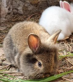 Cuccioli Coniglio Nano Mix Mini Lop Testa di Leone
