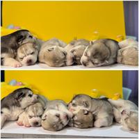 Siberian Husky pedigree Enci