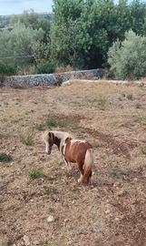 Pony